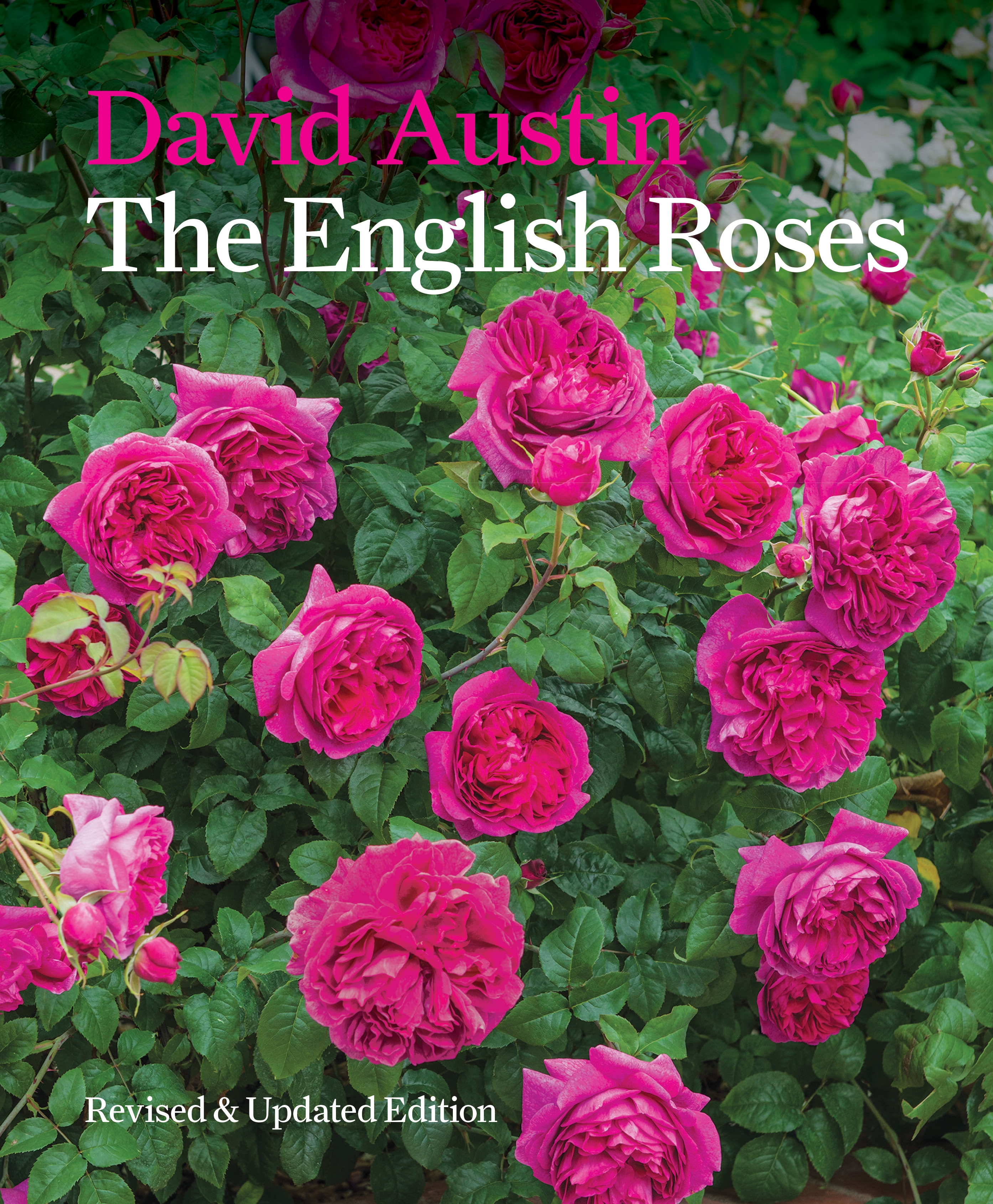 The English Roses By David Austin Hachette Uk