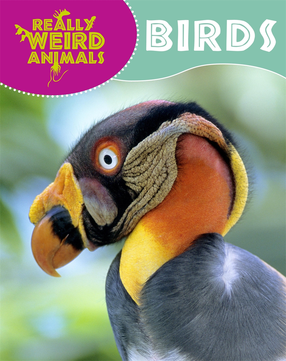 Really Weird Animals: Birds by Clare Hibbert | Hachette UK