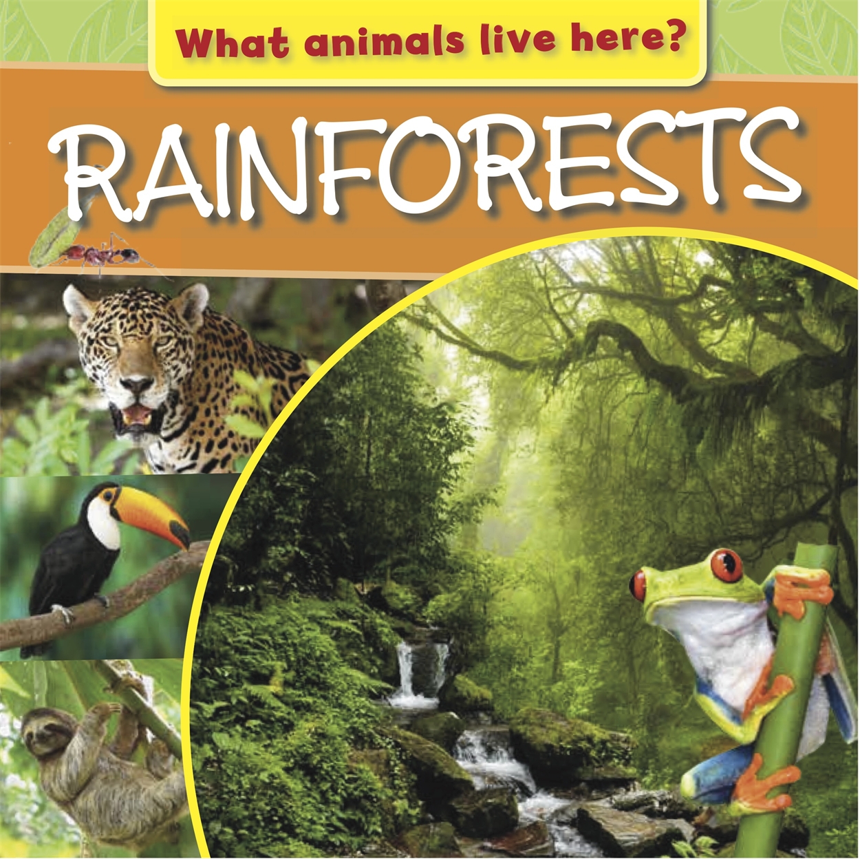 What Animals Live Here?: Rainforests by . Knight | Hachette UK What Animals Live Here?: Rainforests by . Knight | Hachette UK
