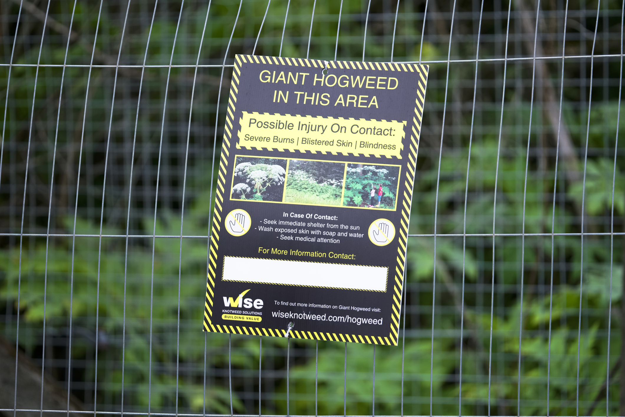 Giant Hogweed