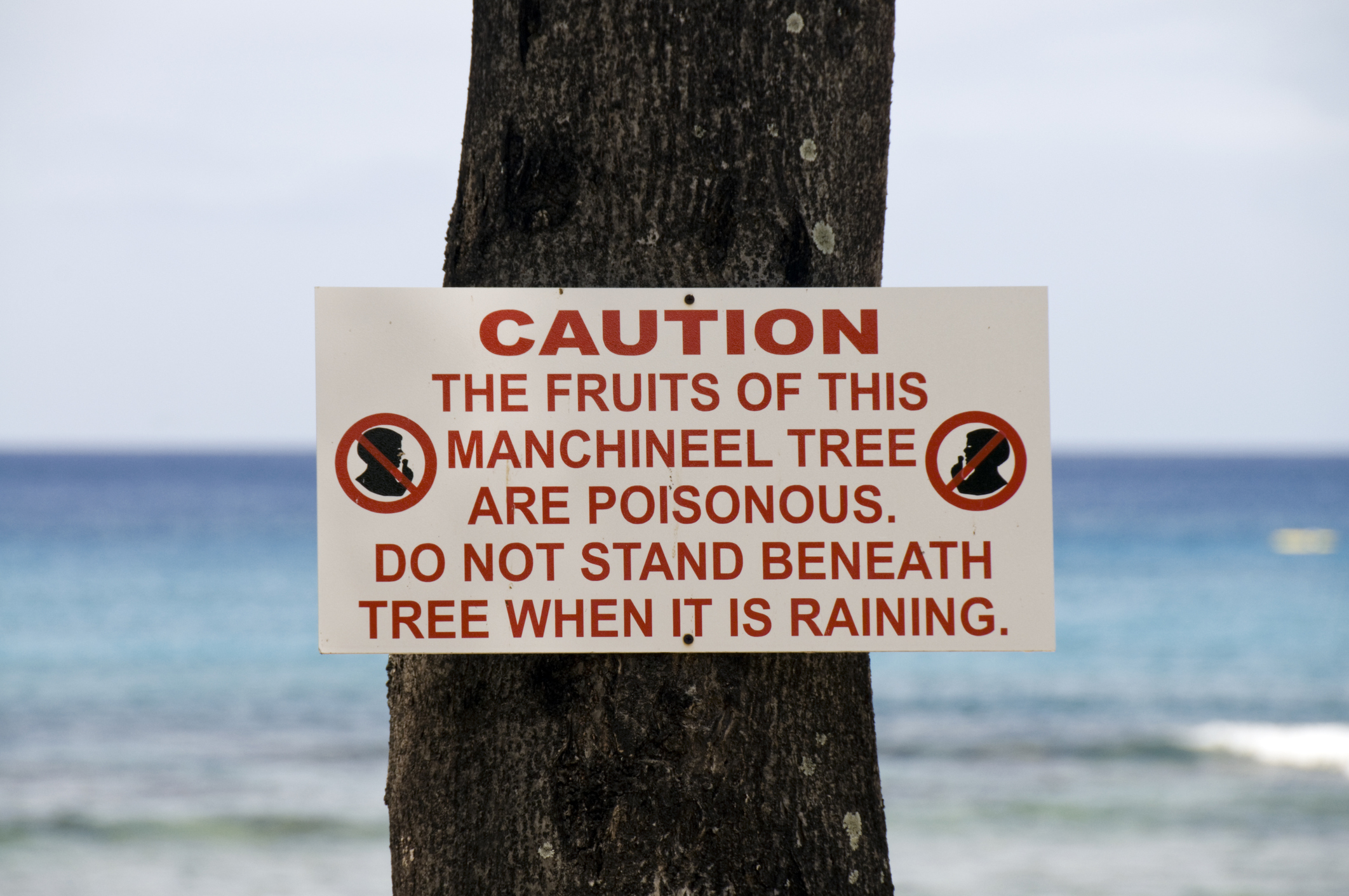 Manchineel Tree