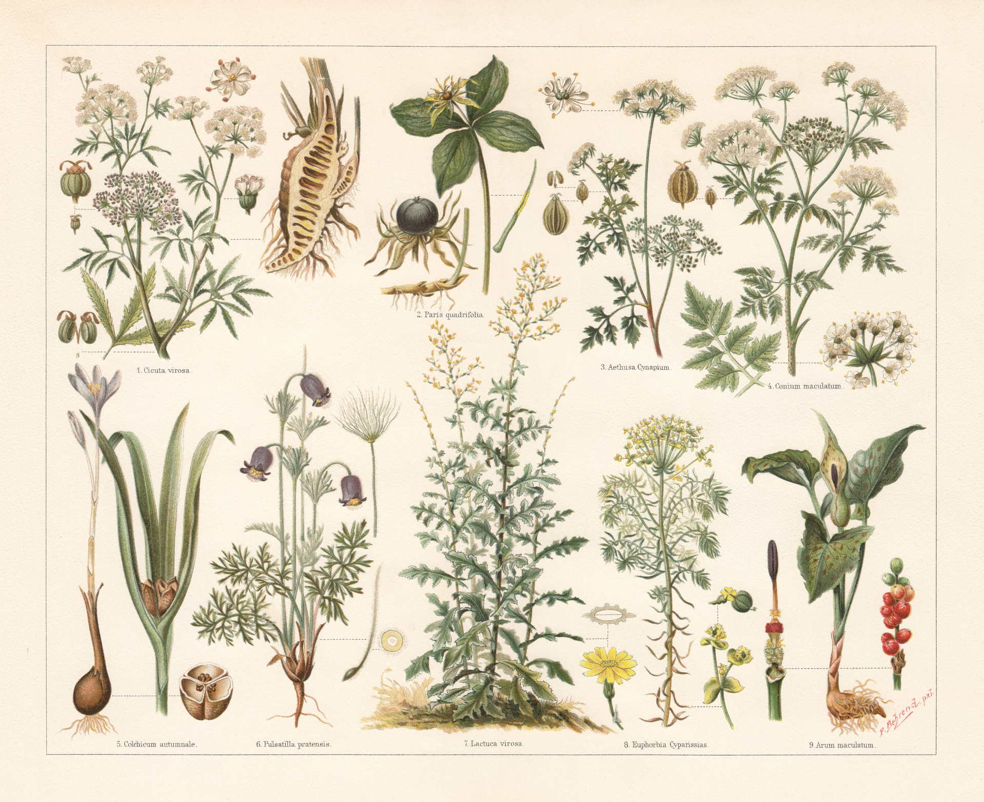 Начинающая ботаника. Цикута Ботанический атлас. Ботаническая иллюстрация. Старинные изображения растений. Старинные Ботанические иллюстрации.