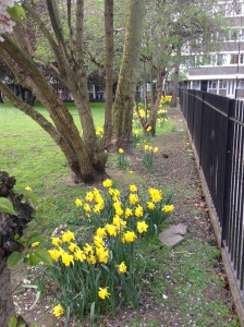 Daffodils in London 2014 (1)