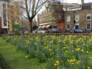 Daffodils in London 2014 (2)
